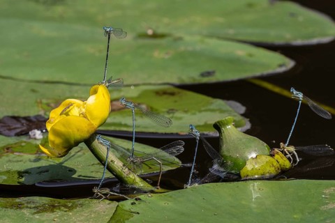Azure damselflies (Coenagrion puella) laying eggs, Emsland, Lower Saxony, Germany, Europe
