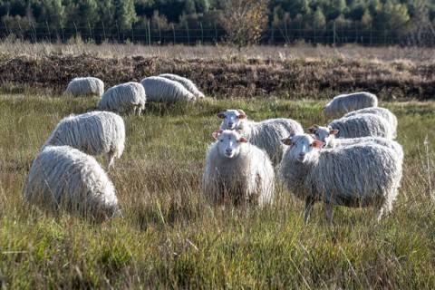 White horned Heidschnucken (Ovis gmelini) in the moor, Emsland, Lower Saxony, Germany, Europe