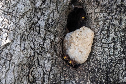 Hornets (Vespa crabro) at the nest entrance in an olive tree, Sicily, Italy, Europe