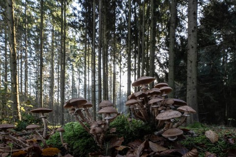 Armillaria polymyces (Armillaria ostoyae) in the forest, Emsland, Lower Saxony, Germany, Europe