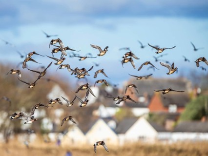 Eurasian Wigeon, (Mareca penelope) birds in flight over marshes