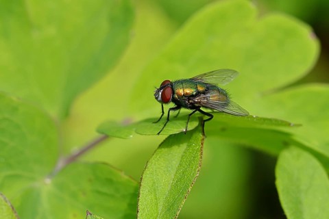 Bottle Fly (Lucilia caesar) on a leaf, macro photograph, Wilnsdorf, North Rhine-Westphalia,