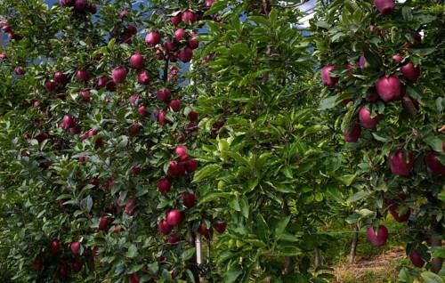 Apple variety Red Delicious, apple orchard, fruit orchard, agriculture, agribusiness, Schenna,