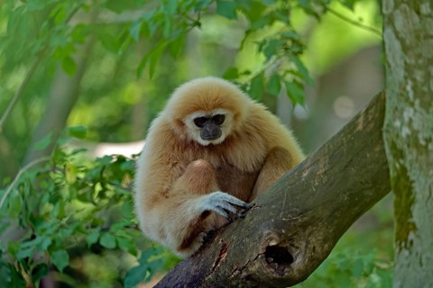 White-handed gibbon (Hylobates lar), captive