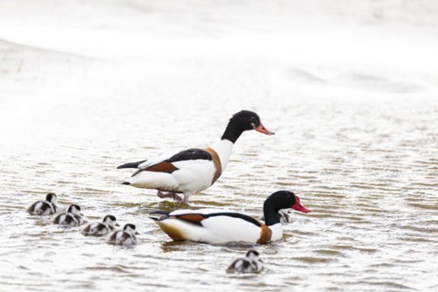 Common shelduck (Tadorna tadorna), breeding pair with chicks, Varanger, Finnmark, Norway, Europe