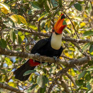 Toco toucan (Ramphastos toco), Pousada Santa Clara, Nhecolandia, Corumba, Mato Grosso do Sul,