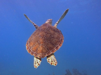 Hawksbill sea turtle (Eretmochelys imbricata imbricata), swimming, dive site John Pennekamp Coral