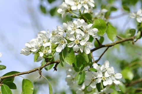 Pear tree blossom (Pyrus), pome fruit family (Pyrinae), meadow orchard, spring, Wilnsdorf, North