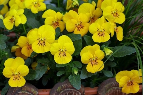 Pansy (Viola), yellow flower-bed in a flower bed in a garden, Wilnsdorf, North Rhine-Westphalia,