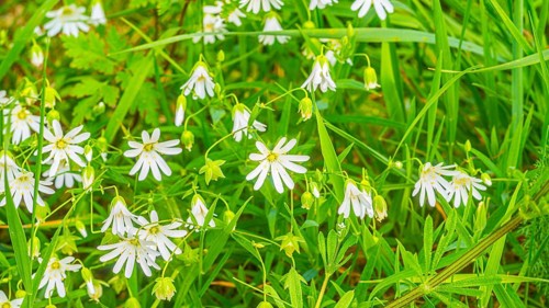 Chickweed (Rabelera holostea), true chickweed, large-flowered chickweed, close-up, nature