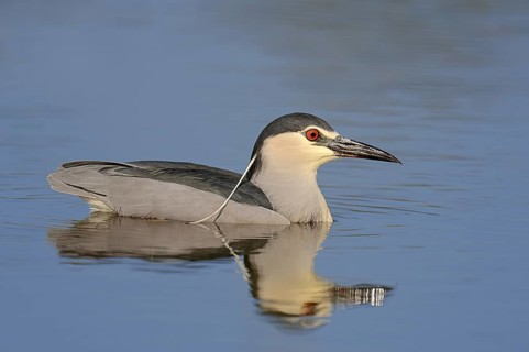 Black crowned night heron (Nycticorax nycticorax) swimming, Lake Kerkini, Greece, Europe