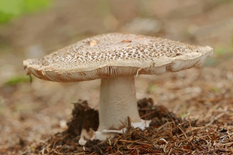 Pearl mushroom or blusher (Amanita rubescens), North Rhine-Westphalia, Germany, Europe