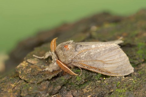 Pale tussock (Calliteara pudibunda), male, North Rhine-Westphalia, Germany, Europe