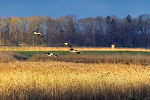 Eine Gruppe Wildvögel fliegt über ein Schilffeld unter einem klaren blauen Himmel bei der goldenen