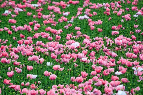 Opium poppy (Papaver somniferum), cultivation of edible poppy, poppy field, pink flowers and seed