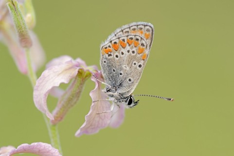 Brown argus (Aricia agestis) on the common levcoje (Matthiola fruticulosa), Provence, southern