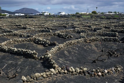 Typical viticulture in dry farming method, La Geria, Lanzarote, Canary Islands, Canary Islands,