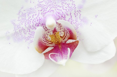 Butterfly orchid (Phalaenopsis), detail of the flower, houseplant, North Rhine-Westphalia, Germany,