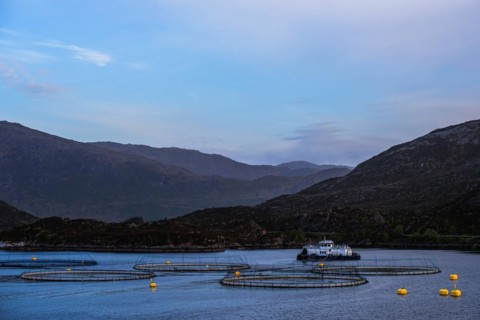 Sunset over Salmon farm in Norway, Innvikfjorden, Olden, Norway, Europe