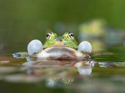 Green frog (Pelophylax esculentus) sitting in a pond during courtship with sound bubble and
