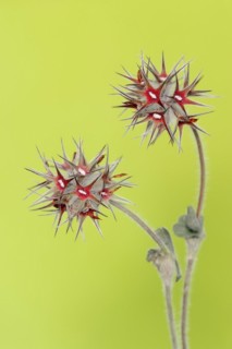 Starry clover (Trifolium stellatum), flowers, Provence, southern France