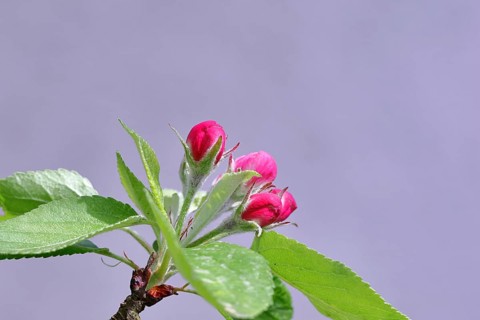 Apple blossoms (Malus), red still closed blossoms in front of a blue sky, Wilnsdorf, Nordrhein.