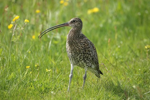 Eurasian curlew (Numenius arquata) calling in the meadow, Lofoten, Norway, Scandinavia, Europe