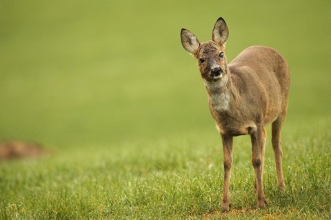 European roe deer (Capreolus capreolus) doe in winter coat and with injury to the left eye on the