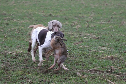 German Shorthaired Hound retrieves a hare (Lepus europaeus) and is harassed by a Weimaraner