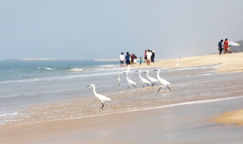 Great egret (Ardea alba, syn.: Casmerodius albus, Egretta alba) at Marari Beach or beach, blurred