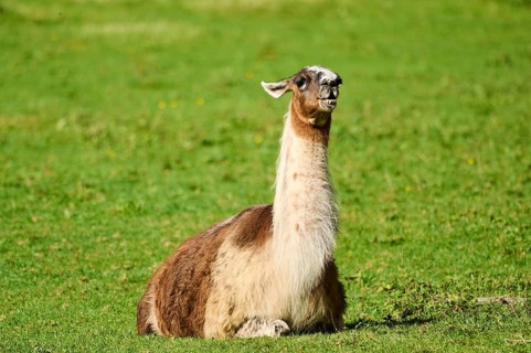 Llama (Lama glama) with white and brown fur lying calmly on green grass, Germany, Europe