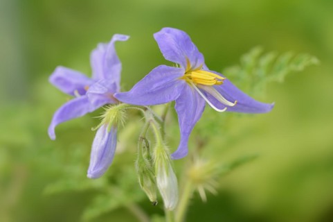 Watermelon nightshade (Solanum citrullifolium), flowers, native to North America