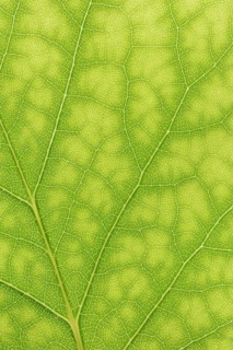 Tulip tree (Liriodendron tulipifera), leaf detail, North Rhine-Westphalia, Germany, Europe