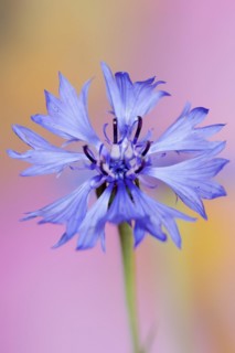 Cornflower (Centaurea cyanus), flower, North Rhine-Westphalia, Germany, Europe
