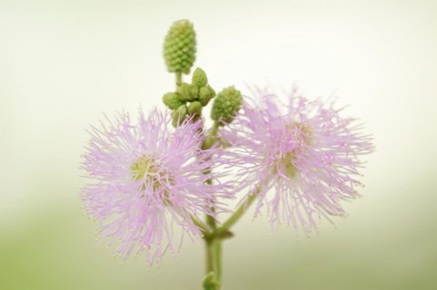 Mimosa or shameful sense plant (Mimosa pudica), flowers, native to South America