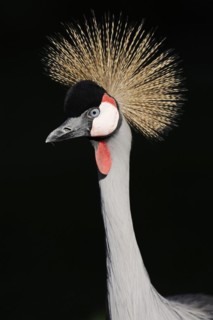 Gray crowned-crane (Balearica regulorum), portrait, captive, occurrence in Africa