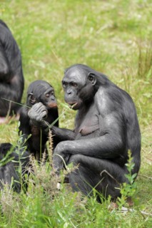 Bonobo or bonobo (Pan paniscus), female with young, captive, occurring in the Congo