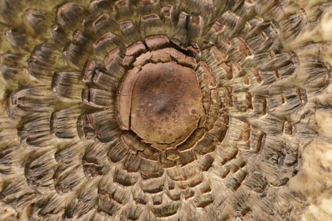Common saffron umbrella mushroom (Chlorophyllum rhacodes, Macrolepiota rhacodes), detail of cap,
