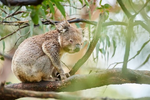 Close-up of a koala (Phascolarctos cinereus) wildlife on a bamboo tree, Australia, Oceania