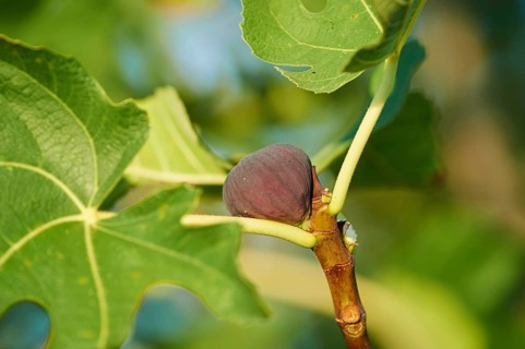 Common fig (Ficus carica) fruits in summer, Cres, Croatia, Europe