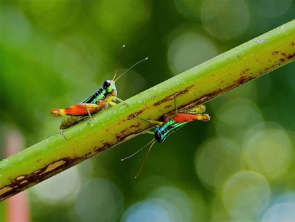 Two colourful grasshoppers (Taeniophora femorata), grasshopper, on a green branch in front of a