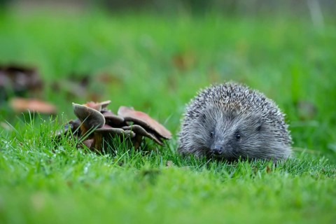 European hedgehog (Erinaceus europaeus) adult animal standing next to fungi on a garden lawn in the