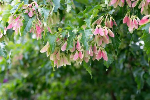 Seeds on a tree from a Tatar tatar maple (Acer tataricum), Bavaria, Germany, Europe