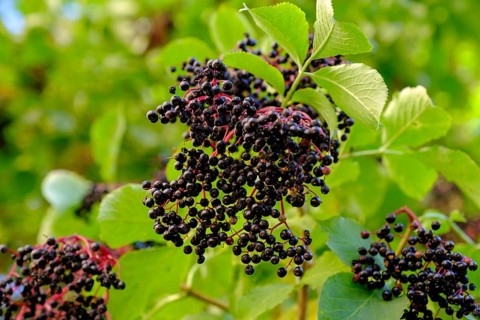 European elderberry, Sambucus nigra with hanging fruit clusters of black berries in summer, autumn,