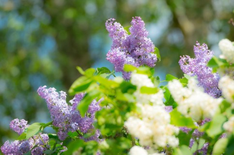 Purple and white lilac flowers against a background of trees, purple and white flowering common