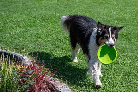 Dog, breed Australian Shepherd retrieves a Frisbee disc Bavaria, Germany, Europe