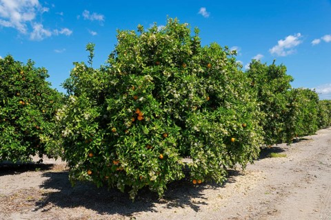 Row of orange trees on a plantation under a blue sky, orange trees near Skala, Laconia,