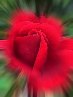 Red China rose (Rosa chinensis), zoom effect
