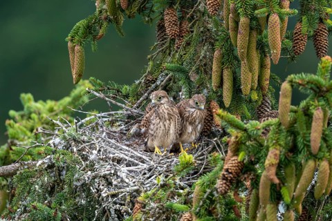 Common kestrel (Falco tinnunculus), young birds not yet ready to fly in the nest,