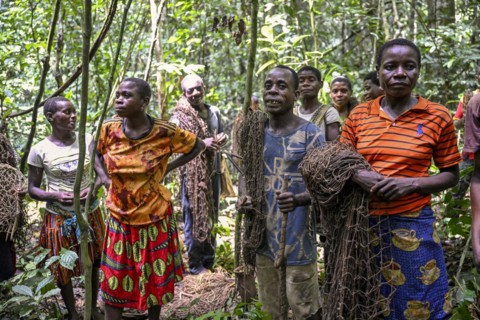 Pygmies of the Baka or BaAka people with their hunting nets in the forest, Dzanga-Sangha Special